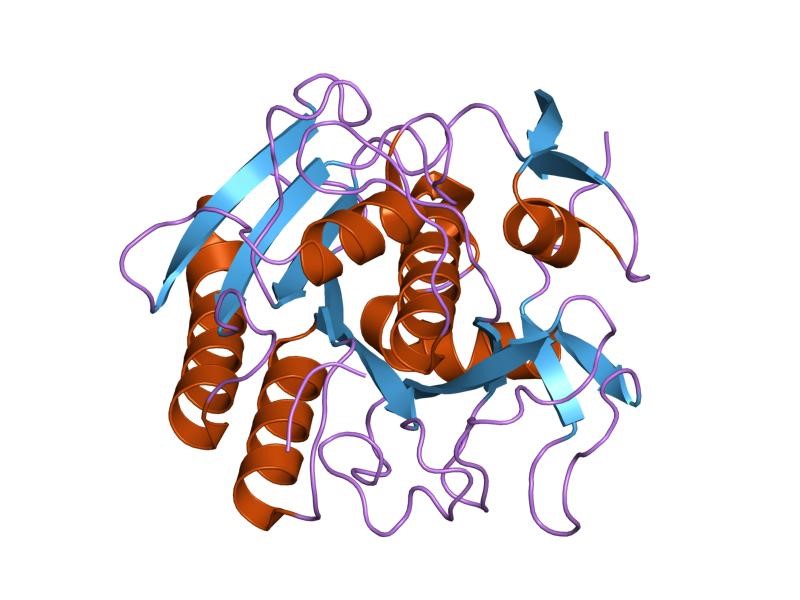 proteinase K